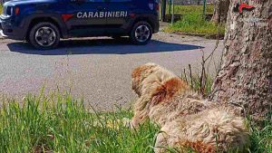Cane meticcio ferito e maltrattato: denunciato il proprietario