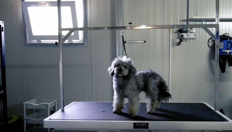 Cosa prevede la normativa italiana sulla morte degli animali domestici