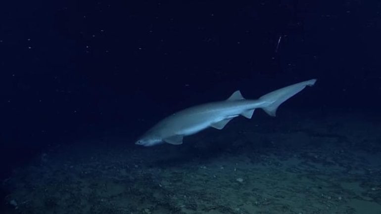 Documentata nel Golfo di Napoli una popolazione di squali capopiatto
