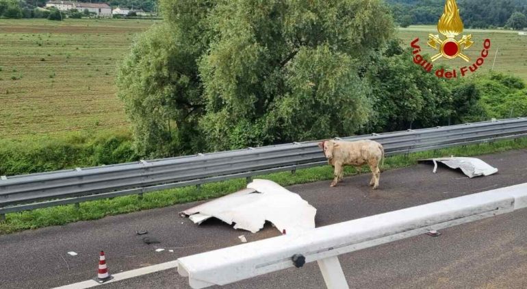 Mucche sulla carreggiata nell’Avellinese, scontro sulla Statale 7: tre feriti