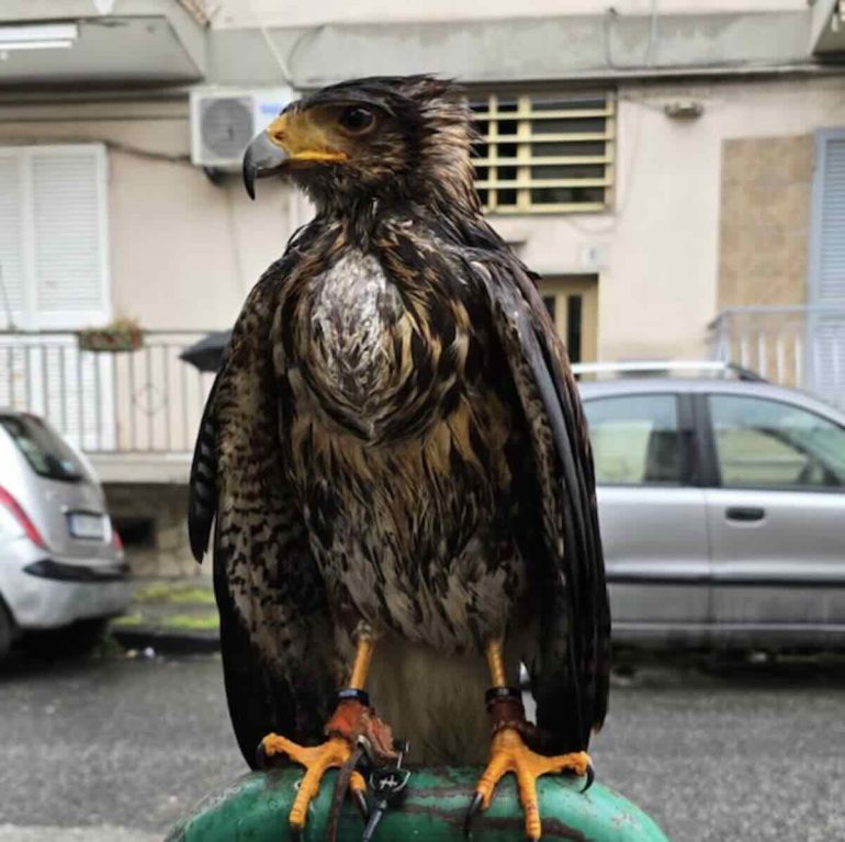 Napoli, poiana di Harris recuperata nel Rione Villa: il rapace torna ai proprietari