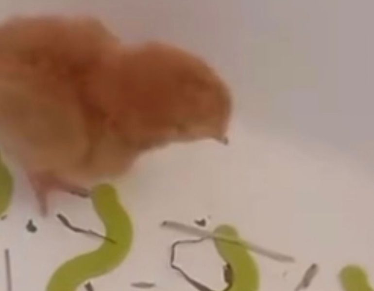 Pulcini vivi come sorpresa pasquale ai bimbi: scandalo nelle scuole di Giugliano, Aversa e Cesa