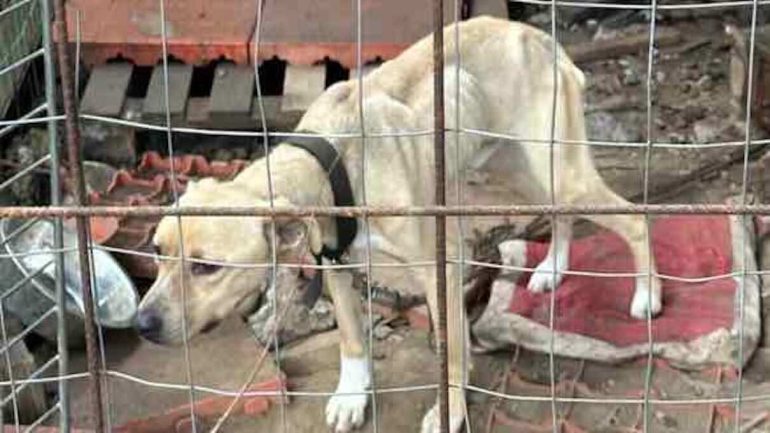 San Vitaliano, 6 cani maltrattati: scatta la denuncia per un 53enne