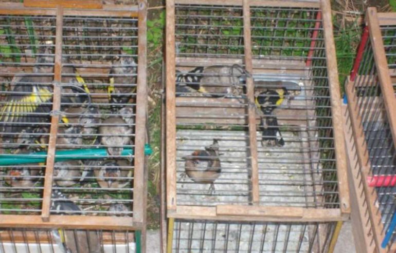 Secondigliano, 17 cardellini in gabbia sul balcone: denunciato anziano