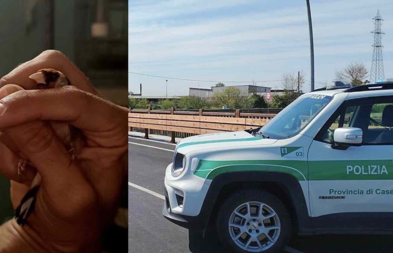 Uccelli protetti nascosti in uno stabile: sequestrati oltre 80 volatili, denunciato un 60enne