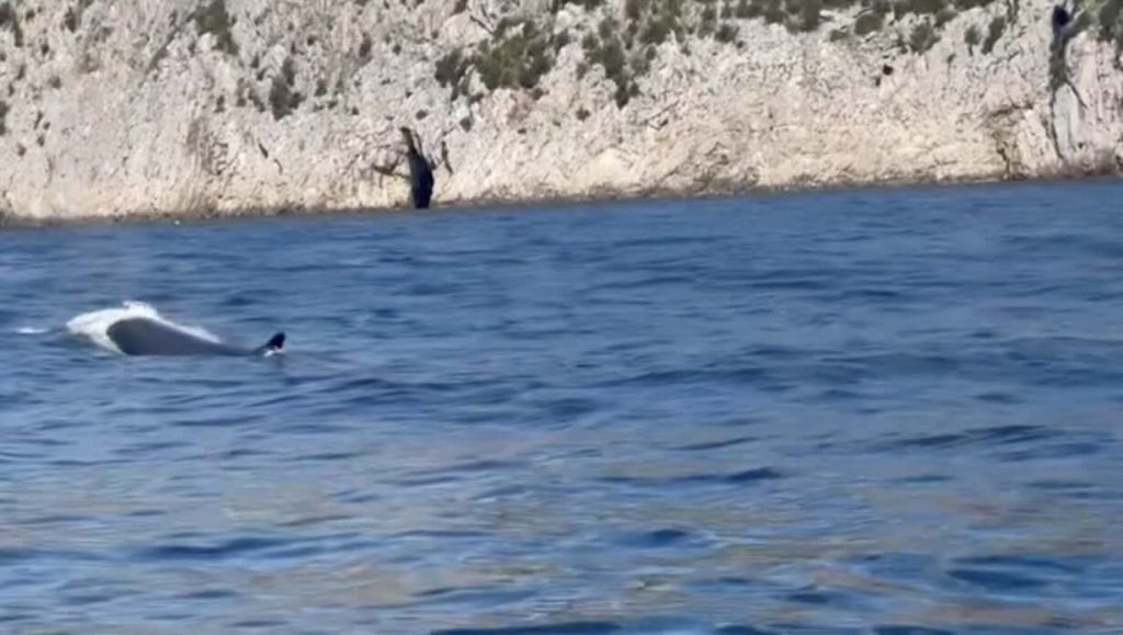 Balenottera avvistata tra Punta Campanella e Capri: lo spettacolo nel mare protetto
