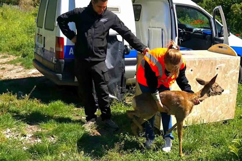 Capriolo nel giardino della scuola a Telese Terme