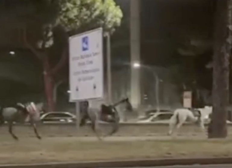 Cavalli della parata del 2 Giugno in fuga al galoppo sulla Colombo: panico tra gli automobilisti