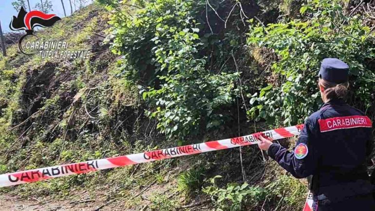 Monteforte Irpino, distrugge un bosco di castagni in area franosa: denunciato cinquantenne