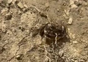 Parco del Cilento, straordinaria scoperta scientifica: individuata una rara colonia di api solitarie