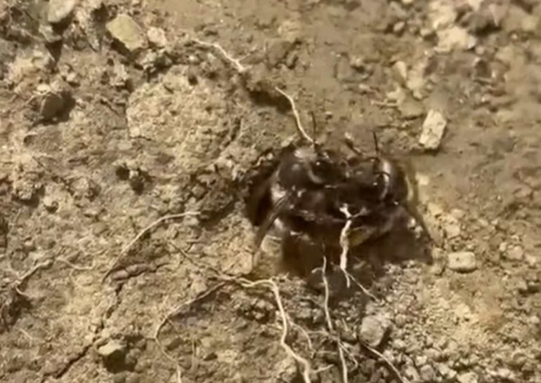 Parco del Cilento, straordinaria scoperta scientifica: individuata una rara colonia di api solitarie