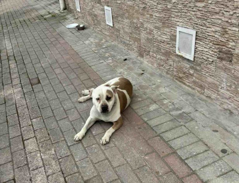 Pitbull abbandonata e ferita a Marano: scatta la denuncia contro i proprietari
