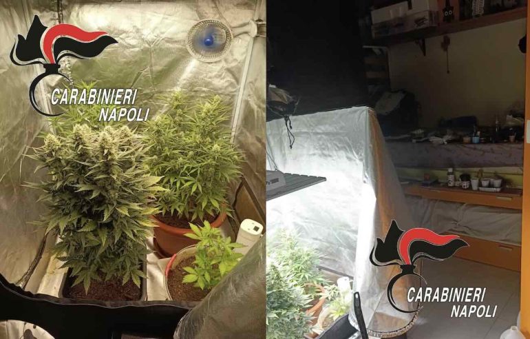 Pozzuoli, serra di marijuana in casa: arrestato 32enne