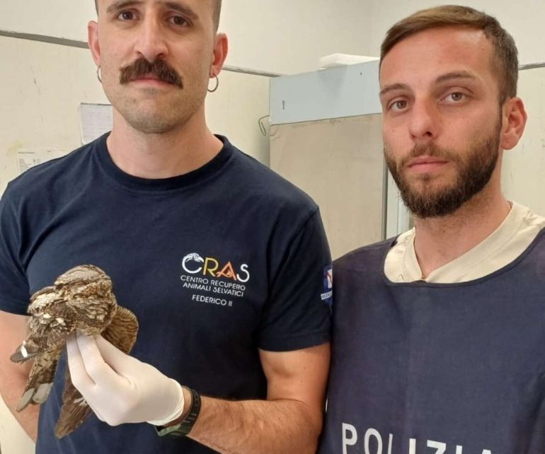 Capodichino, salvato raro esemplare di succiacapre: si era rifugiato nell’hangar dell’aeroporto