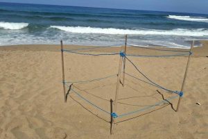 Castellabate, la spiaggia di Lago ospita il primo nido campano di tartarughe Caretta caretta