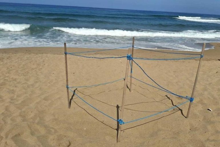 Castellabate, la spiaggia di Lago ospita il primo nido campano di tartarughe Caretta caretta