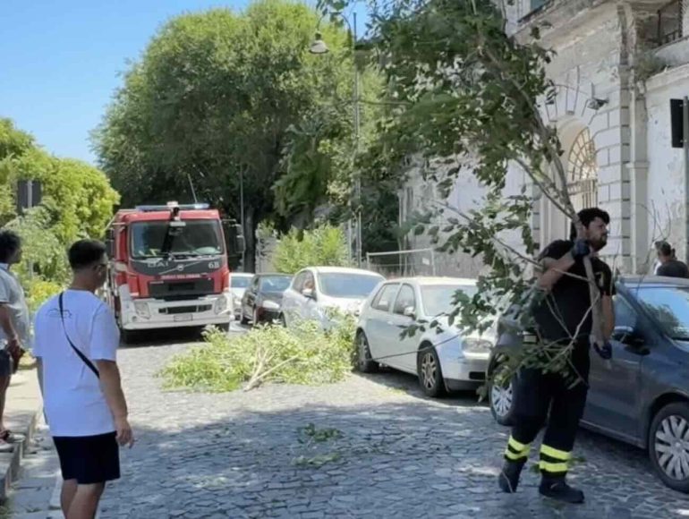 Castellammare, crolla un grosso albero in strada, auto danneggiate: tragedia sfiorata in via Caio Duilio