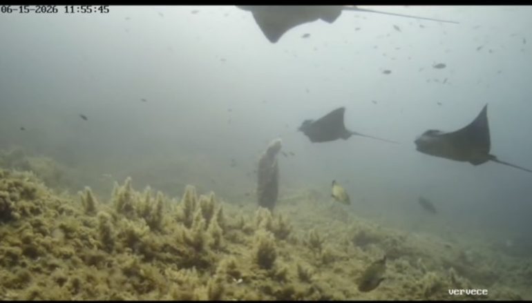 Il «volo» spettacolare delle aquile di mare nel santuario sommerso del Vervece