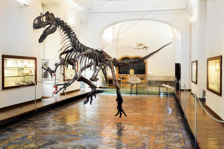 Napoli rilancia il Centro Musei di Scienze Naturali: il gioiello universitario si rinnova con il PNRR