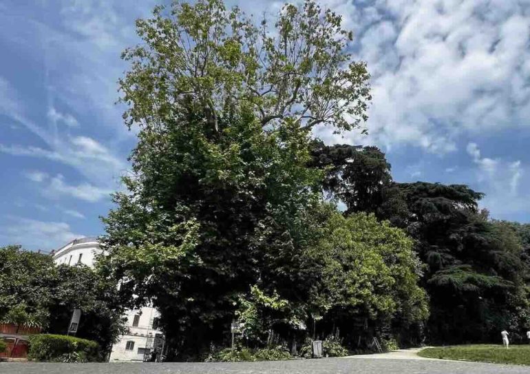Platano secolare della Floridiana a rischio: nuovo studio tecnico per salvarlo