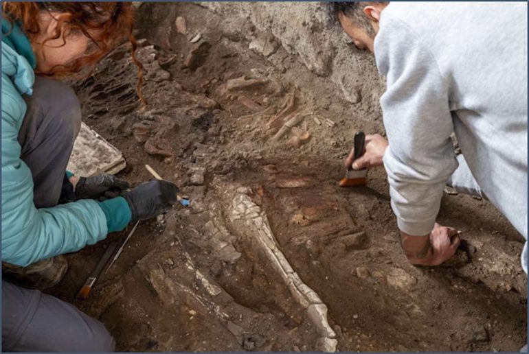 Pompei, nel complesso dei Casti Amanti emerge lo scheletro di un equide