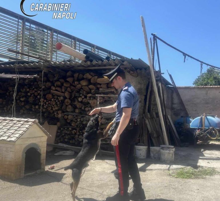 Scisciano, scoperto allevamento abusivo di cani: denunciato proprietario 80enne