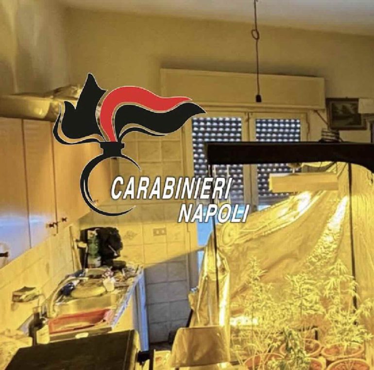 Torre del Greco, serra di cannabis in casa tra degrado e rifiuti: arrestato un 48enne