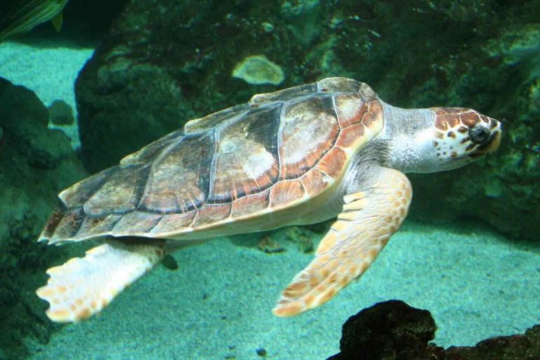 Atrani si impegna per la tutela delle tartarughe marine e la resilienza ambientale