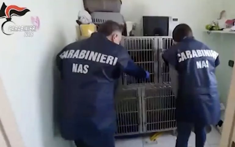 Blitz sul pet food, caso choc ad Avellino: finto ambulatorio e tre cuccioli morti nel retrobottega