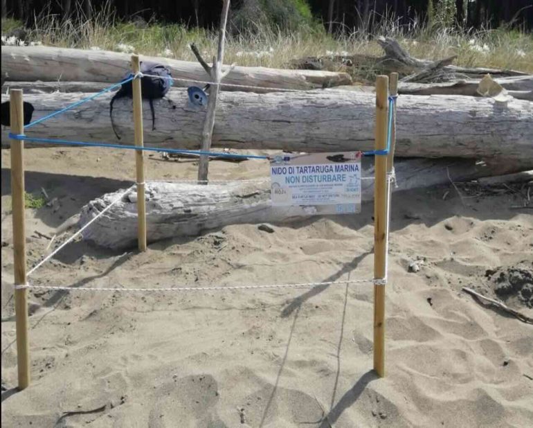 Caretta caretta, nuovo nido ad Ascea: in Campania salgono a 25 le nidificazioni censite
