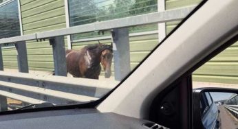 Cavallo ferito sulla Caserta-Napoli, automobilisti lo fermano in attesa dei soccorsi