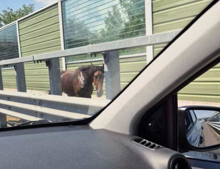 Cavallo ferito sulla Caserta-Napoli, automobilisti lo fermano in attesa dei soccorsi