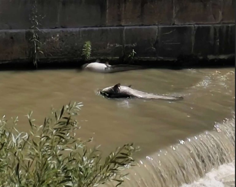 Emergenza ambientale a Benevento: il fiume Calore soffocato dalla schiuma e dalla moria di pesci