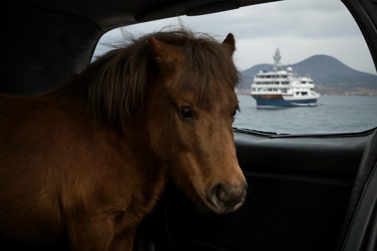 Ischia, il pony nel bagagliaio: indignazione e riflessioni sulla tutela degli animali nei trasporti
