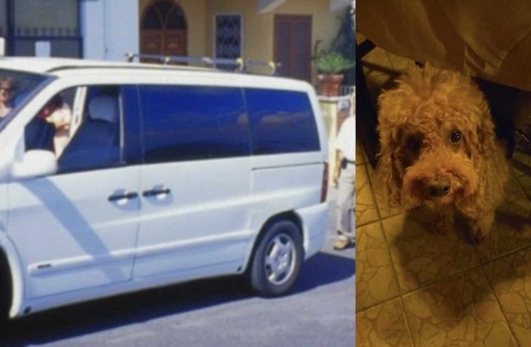 Ischia, coppia fatta scendere dal taxi per il cane: «Preferiti due turisti stranieri»