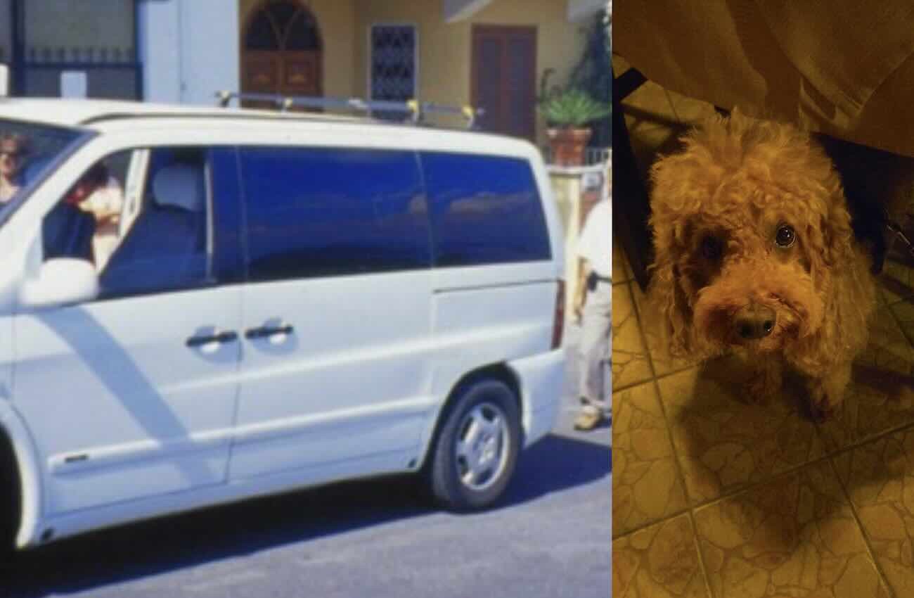 Ischia cliente discriminato dal tassista a causa del cane