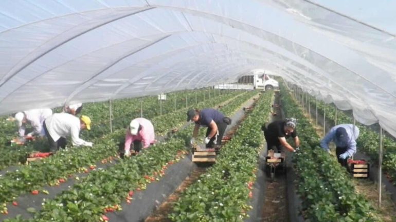 L’Italia nella morsa del caldo: bracciante muore in una serra