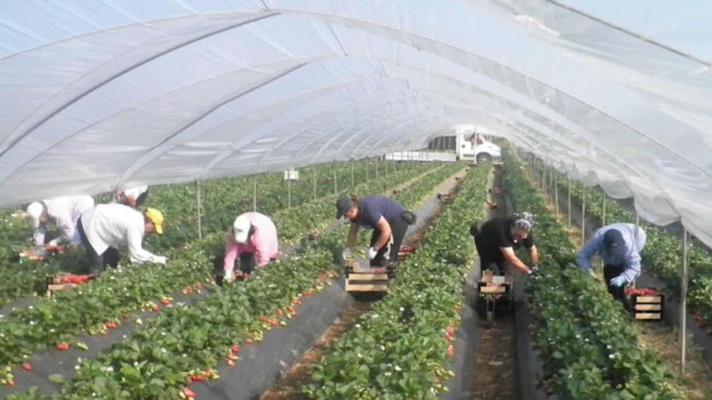 Bracciante agricolo muore in una serra a Pachino, Siracusa, durante un'ondata di calore estremo