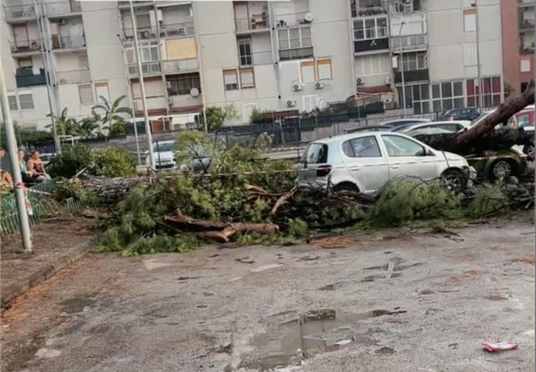 Maltempo ad Acerra, grosso albero si abbatte su cinque auto: sfiorata la tragedia in via Paganini