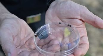 Napoli lancia la prima sperimentazione mondiale contro la cocciniglia tartaruga con una coccinella esotica