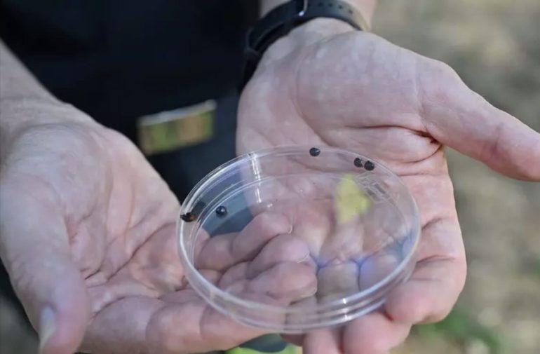 Napoli lancia la prima sperimentazione mondiale contro la cocciniglia tartaruga con una coccinella esotica