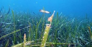 Posidonia, ricercatori italiani svelano il segreto della crescita fino a 50 metri di profondità