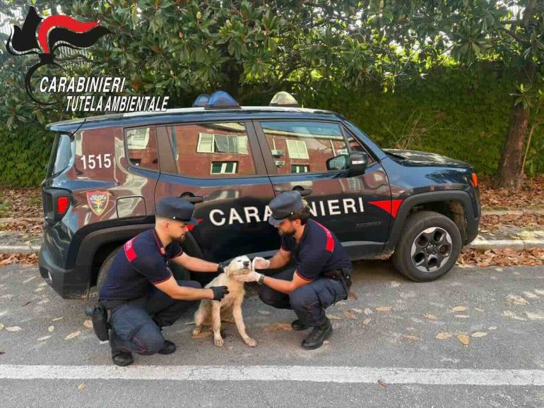 Rifiuti e cucciolo abbandonato in strada: telecamere dei Carabinieri smascherano 52enne di Bacoli