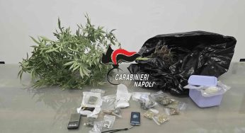 Santa Maria La Carità, dal produttore al consumatore: arrestato pusher incensurato «col pollice verde»