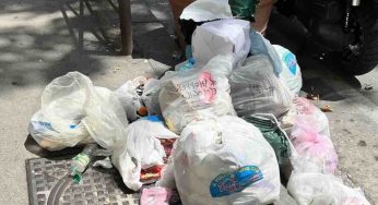 Vomero e Arenella sotto assedio: l’emergenza blatte mette a rischio la salute pubblica