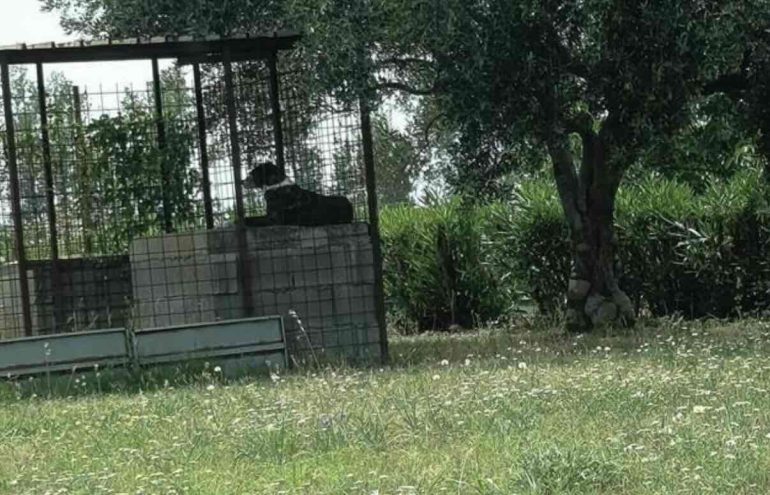 Nola, cane rinchiuso al sole nella stazione di servizio