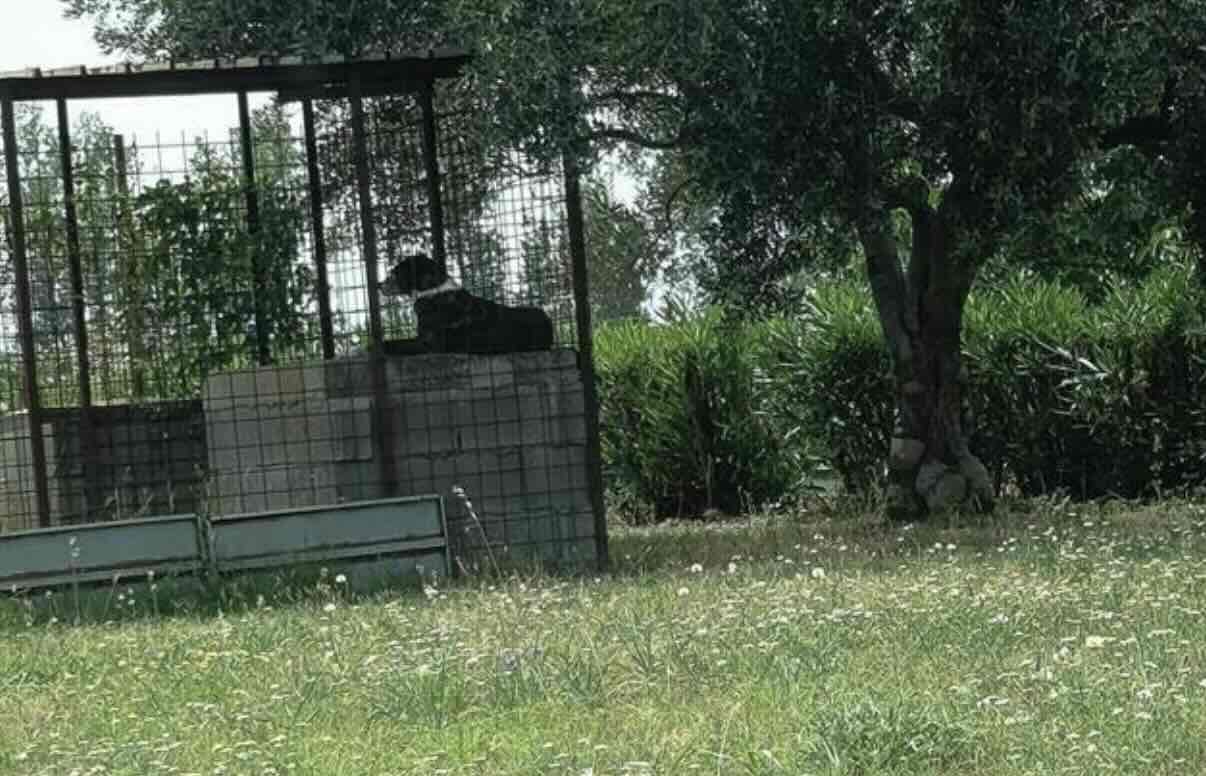 A Nola un cane rinchiuso al sole cocente in una stazione di servizio: scatta la richiesta di intervento
