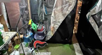 Agropoli ,trovato con due serre per marijuana: arrestato un 23enne