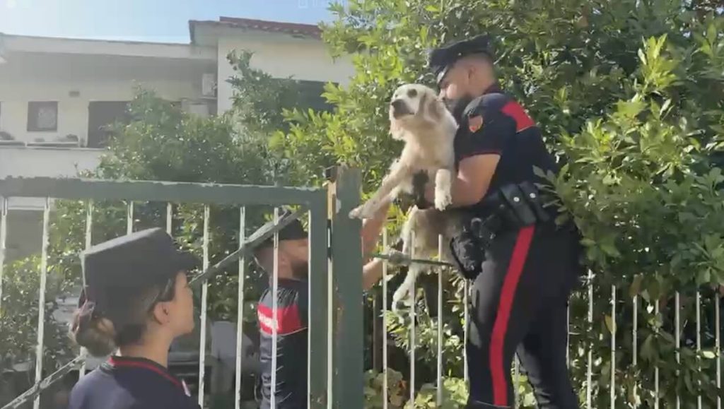 Campi Flegrei: cane salvato da un edificio pericolante