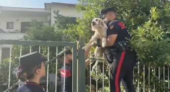 Campi Flegrei: cane salvato da un edificio pericolante